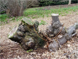 Knarled tree stump