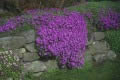 Aubretia