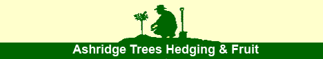 Mail order hedging, fruit trees, shrubs and specimen trees from Ashridge Trees