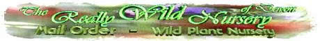 Wild Flowers/ Seeds/ Bulbs/ Grasses/ Trees etc Mail Order.