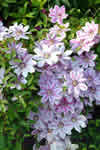 Clematis
