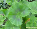 Pelargonium - Photo from http://www.lamiumland.nl/