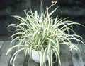 Spider Plant