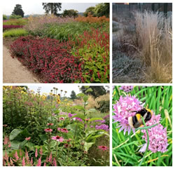 Herbaceous planting to attract bees, butterflies and other insects